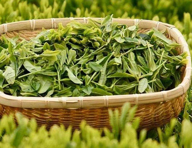 WhatsApp发送信息有限制吗？